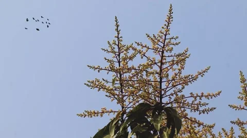 Close up of mango flowers in full bloom. Young mango buds and flowers Stock Footage 329364657