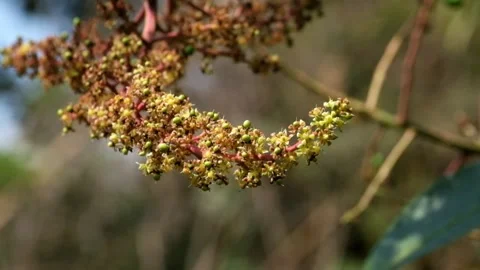 Close up of mango flowers swaying in the wind Stock Footage 321322253