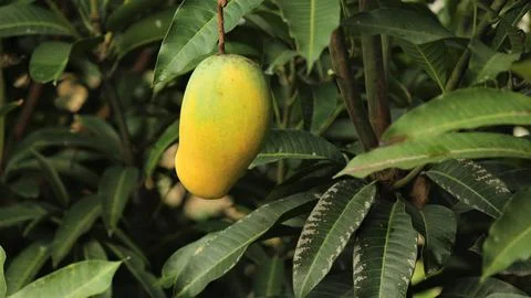 Close-up of mango fruit almost ripe hanging down Stock Photos