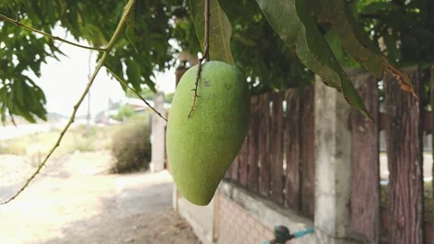 Close up of mango fruit blowing in the wind on a mango tree. Stock Footage 107874621