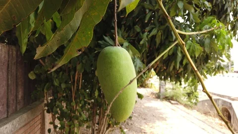 Close up of mango fruit blowing in the wind on a mango tree. Stock Footage 111069490