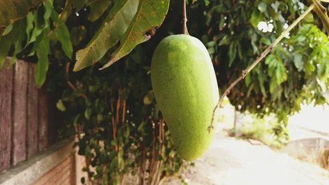 Close up of mango fruit blowing in the wind on a mango tree. Stock Footage 121044058