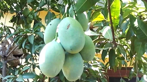 Close up mango fruit on the tree Video stock 117583483