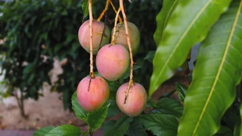Close up of mango fruits Видео 130977137