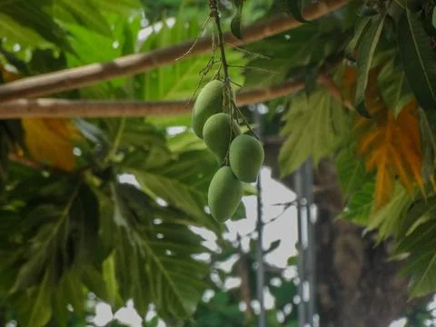 Close-Up of Mango Hanging from Tree Branch 스톡 사진