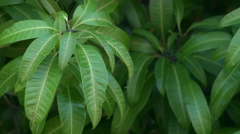 Close Up of Mango Leaves, 4K Stock Footage 50313658