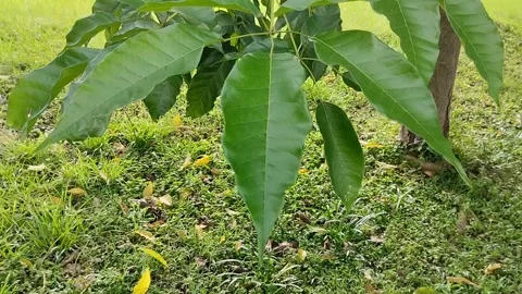Close up of mango leaves Stock Footage 310289300