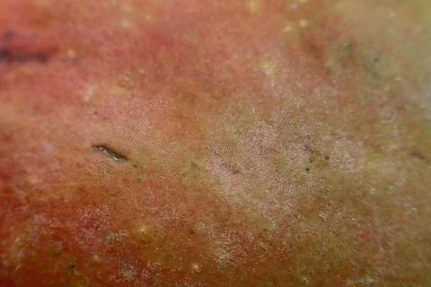 Close-up of a mango Stock Photos