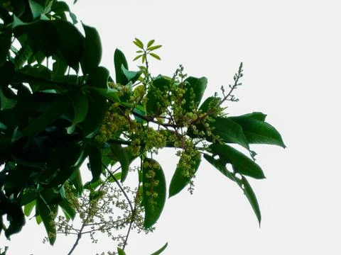 Close up of mango tree branch with blooming flowers panicle against bright sky Stock Photos