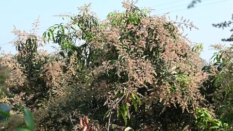 Close up of mango tree flowers in full bloom in the garden.Young mango buds.. Stock Footage 296896319