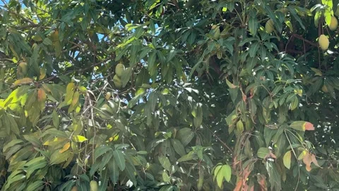 Close up mango tree Stock Footage 336781717