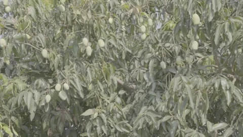 Close up Mango Tree India Stock Footage 272465518