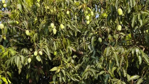Close up Mango Tree India Stock Footage 272506501
