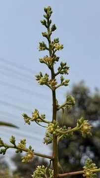Close Up Of Mango Tree Inflorescence Against Blue Sky Foto stock
