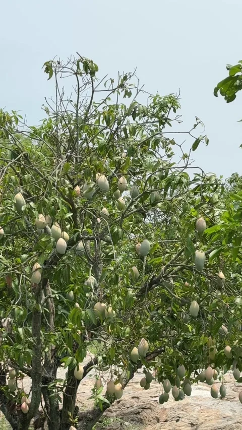Close of a mango tree in a mango farm with lot of mangoes hanging in the tree Stock-Footage 337398587