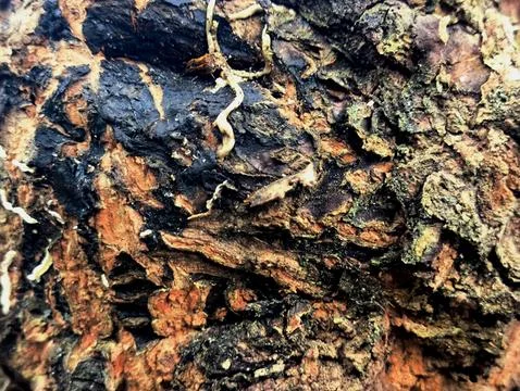 Close-up of a mango tree trunk with orchid root marks. Stock Photos