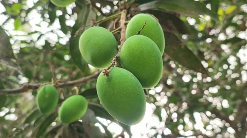 Close-up of Mangoes hanging, mango field, mango farm. Stock Footage 313360133