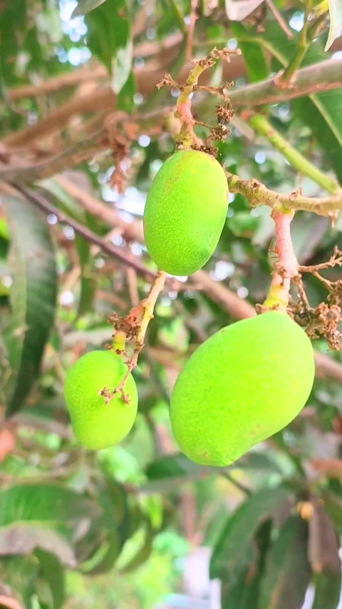 Close-up of Mangoes hanging, mango field, mango farm. Stock Footage 313360155