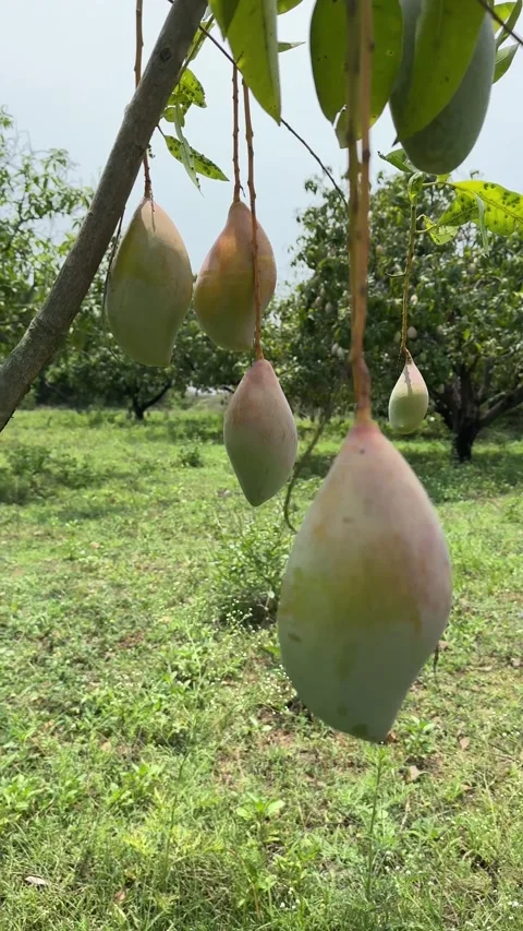 Close of mangoes hanging from a mango tree in a mango farm Stock Footage 337398543