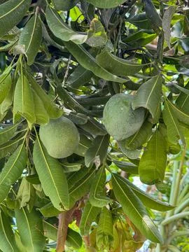 Close of mangoes hanging from a mango tree in a mango farm Stockfoto's