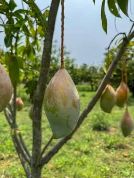 Close of mangoes hanging from a mango tree in a mango farm 库存照片