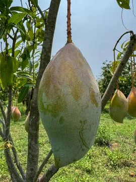 Close of mangoes hanging from a mango tree in a mango farm Stock Photos