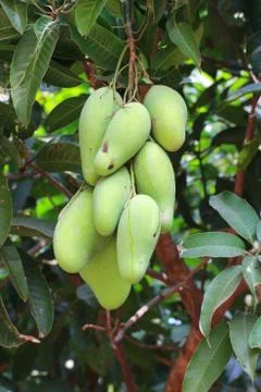 Close up of mangoes on a mango tree Stock Photos