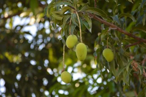 Close up of mangoes on a mango tree Stock Photos