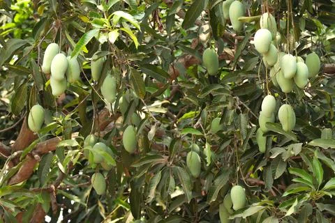 Close up of Mangoes on the tree, Fresh mango fruit. un ripped green mangoes Foto stock