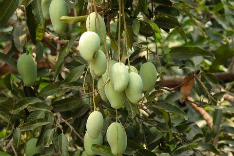 Close up of Mangoes on the tree, Fresh mango fruit.  Stock Photos