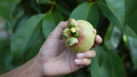 Close up of the mangosteen 스톡 동영상 54537167