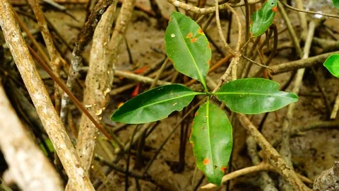 Close up of a mangrove leaf Stock Footage 126168160