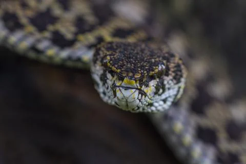Close up of Mangrove Pitviper snake Stock Photos