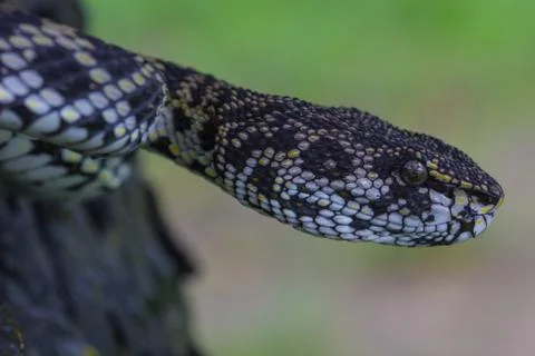 Close up of Mangrove Pitviper snake Stock Photos