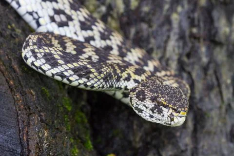 Close up of Mangrove Pitviper snake Foto stock