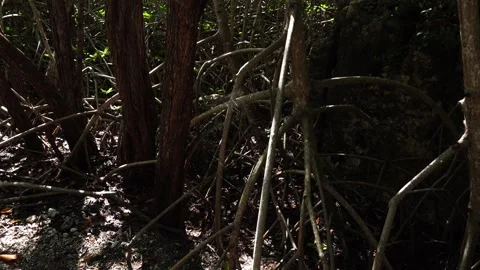 Close-up of a mangrove root system. Intricate prop roots and dark tree trunks. Stock Footage 332809514