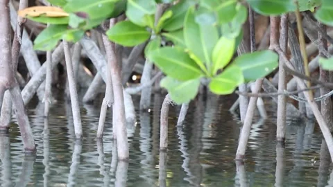 Close up of Mangrove Roots in the water Stock Footage 167797076