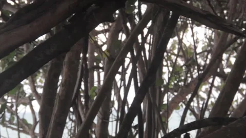 Close up of mangrove trees with the beach in the background Stock Footage 160809674
