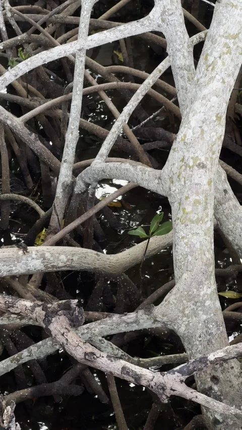 Close up of mangroves in Florida. Vertical video. Stock Footage 299035172
