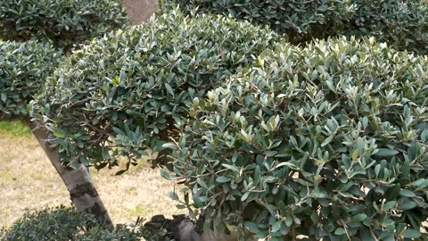 Close-up of a manicured decorative tree in a serene garden Vidéo 267465248