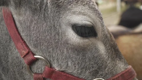 A close up of a mans face Stock Footage 155356587