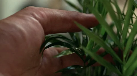 Close up of man's fingers caressing delicate plant Stock Footage 46216983