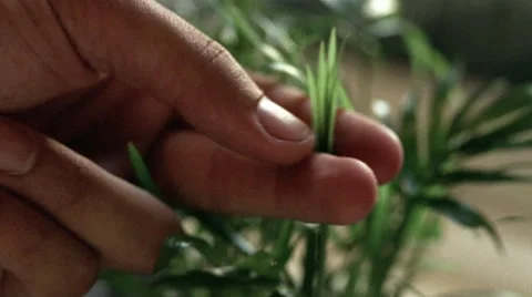 Close up of man's fingers caressing delicate plant leaves Stock-Footage 46216991