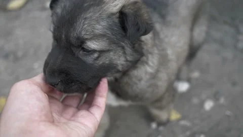 Close-up of man's hand caressing cute little Alabai puppy outdoors Stock Footage 144554494