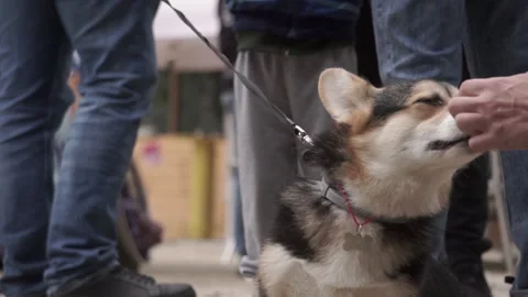 Close-up of a man's hand caressing a dog on a leash against the backdrop of a 動画素材 167988627