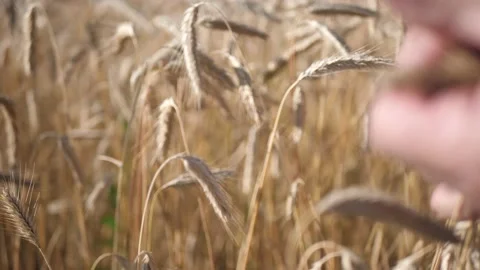 Close-up of a man's hand checking on his harvest. Farmer touching wheat ears Stock Footage 135983634