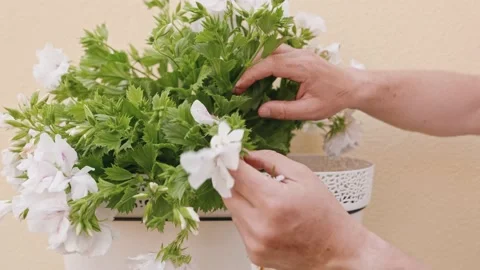 Close-up of a man's hand cleaning white petunias flowers. Stock-Footage 233089294