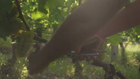 Close-up a man's hand cuts off a few bunches of green grapes with a pruner Stock Footage 153862622