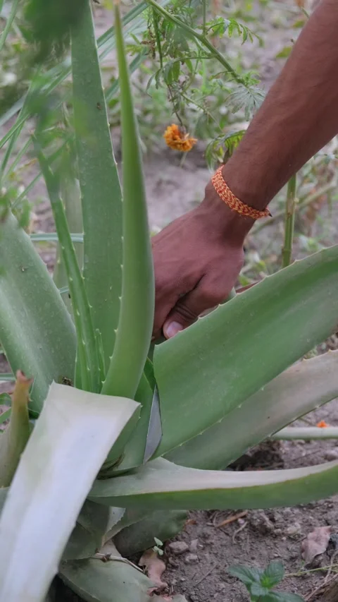 Close up of a man's hand cutting a fresh Aloe Vera leaf with a knife 動画素材 333057946