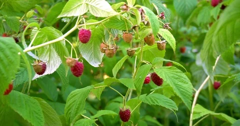 Close-up of a man's hand that gently snaps off a raspberries from a bush. Stock-Footage 127741620
